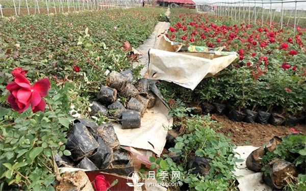 老棵月季苗批發(fā)價格多少？多年生月季苗成活率高？(圖2)
