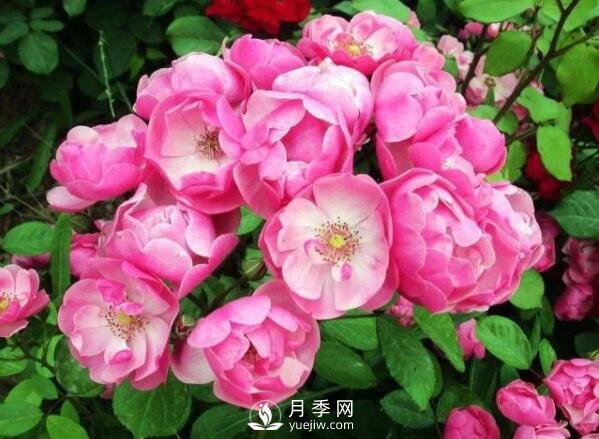 藤本月季多少錢？藤本月季價(jià)格相差大差距在哪？(圖1)