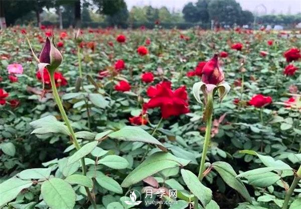 “高顏值”大花月季上街！四川成都立交橋月季花帶來了！(圖3)