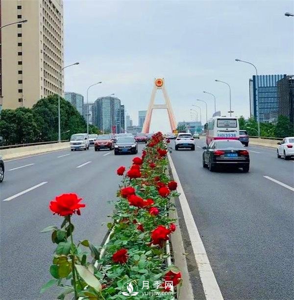 “高顏值”大花月季上街！四川成都立交橋月季花帶來了！(圖1)