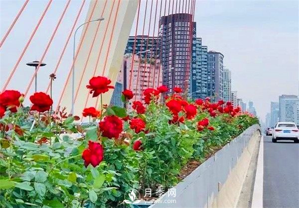 “高顏值”大花月季上街！四川成都立交橋月季花帶來了！(圖2)