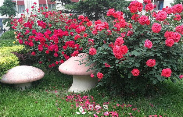 月季在花壇中該如何運(yùn)用？(圖2)