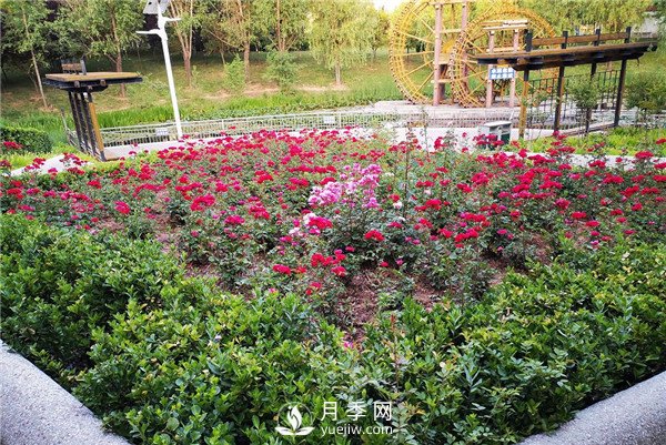 月季在花壇中該如何運(yùn)用？(圖1)