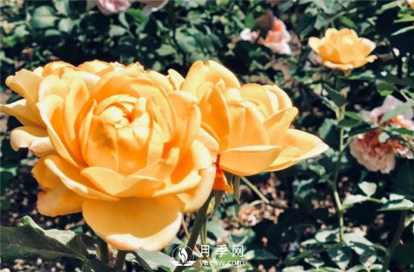 北京環(huán)路上的月季你認(rèn)得嗎？(圖1)