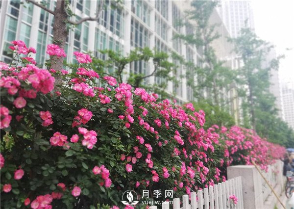 月季園林大觀，月季扮靚各大城市！(圖4)