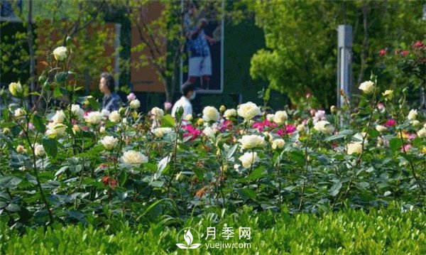 月季園林大觀，月季扮靚各大城市！(圖2)