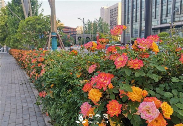 月季園林大觀，月季扮靚各大城市！(圖5)