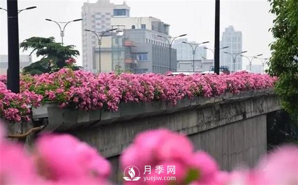 100余萬株月季引進，2020年太原市將變身玫瑰之都(圖1)