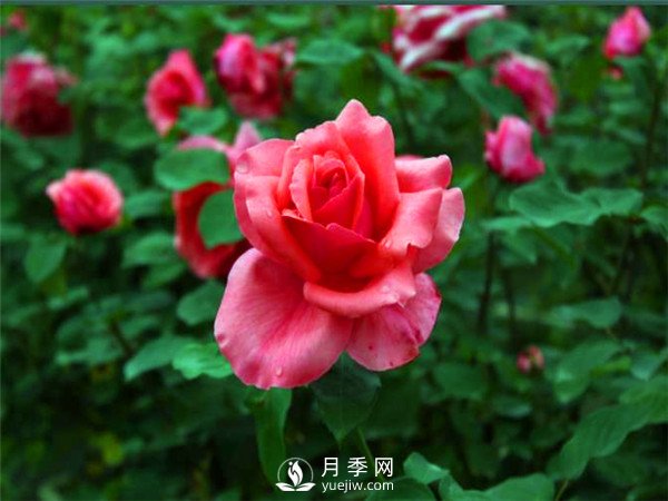 杭州高架“網(wǎng)紅月季花”都有那些品種？(圖4)