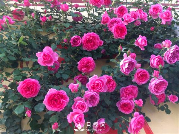 杭州高架“網(wǎng)紅月季花”都有那些品種？(圖7)