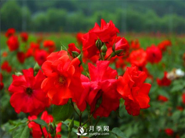 杭州高架“網(wǎng)紅月季花”都有那些品種？(圖2)