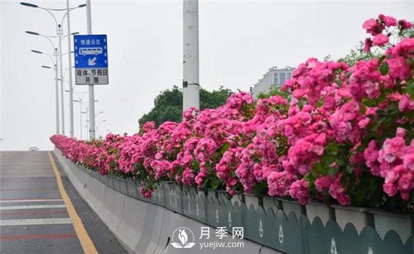 是什么造就了杭州高架月季的美麗？(圖1)