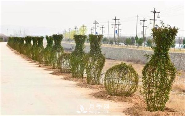 渭南引進(jìn)南陽月季，強(qiáng)勢打造馬趵泉景區(qū)景觀美化帶(圖4)