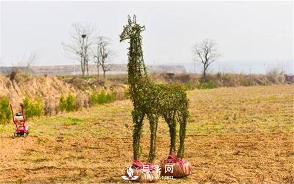 渭南引進(jìn)南陽月季，強(qiáng)勢打造馬趵泉景區(qū)景觀美化帶(圖5)