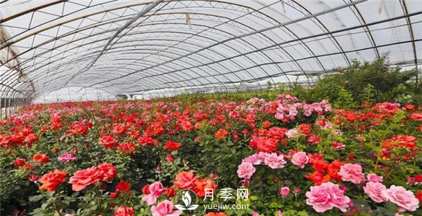趙世偉：期待南陽(yáng)，做走向世界的月季先行者！(圖1)