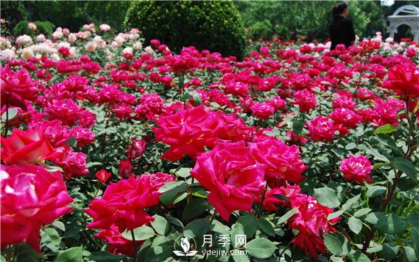 河南方城博望鎮(zhèn)月季園里月月紅(圖1)