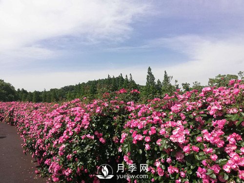 國(guó)內(nèi)“安吉拉”月季花墻 有多長(zhǎng)？(圖1)