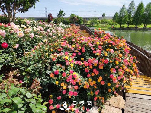 國(guó)內(nèi)“安吉拉”月季花墻 有多長(zhǎng)？(圖3)