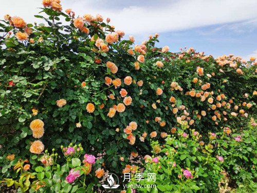 國(guó)內(nèi)“安吉拉”月季花墻 有多長(zhǎng)？(圖2)
