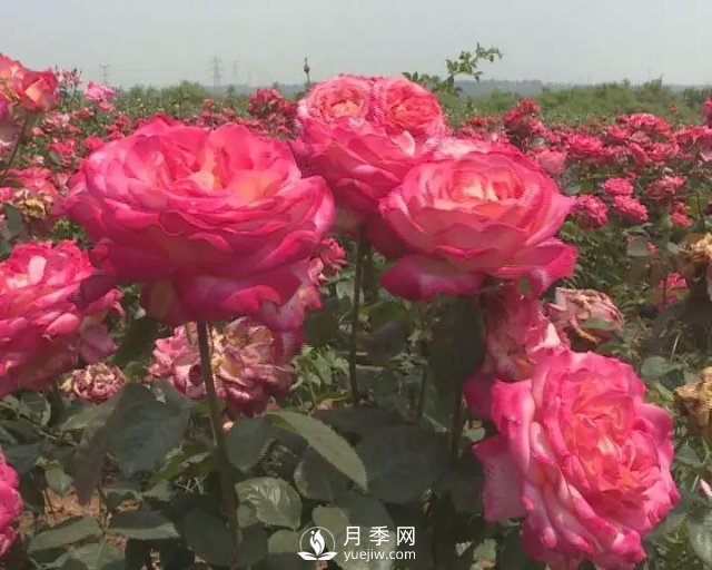 洛陽孟津縣：以月季花為媒鋪就扶貧路(圖1)