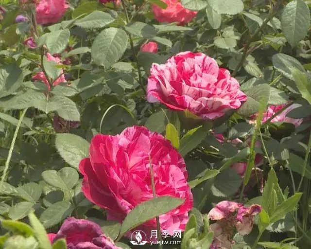 洛陽孟津縣：以月季花為媒鋪就扶貧路(圖2)