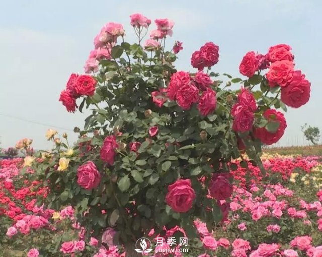 洛陽孟津縣：以月季花為媒鋪就扶貧路(圖3)