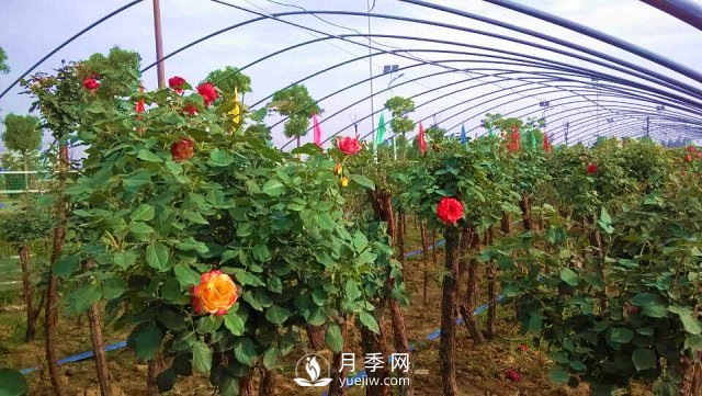 南陽樹狀月季怎么培育，南陽月季樹有什么特點(圖1)