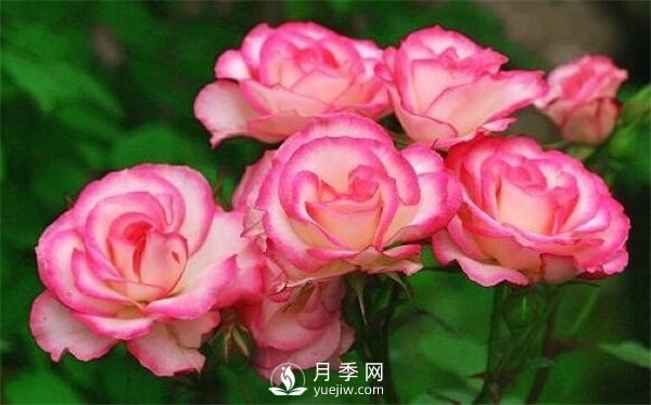 哪些藥可以除月季紅蜘蛛？月季網(wǎng)告訴你(圖1)