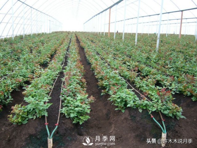 月季開花多更健壯，***重要是養(yǎng)好根系，5招迅速壯根(圖3)