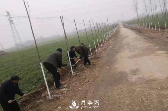 南陽(yáng)唐河：三個(gè)高標(biāo)準(zhǔn)推進(jìn)造林綠化高質(zhì)量(圖1)