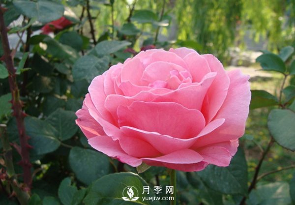 月季人稱花中皇后，盆栽月季開花的關鍵是什么？(圖1)
