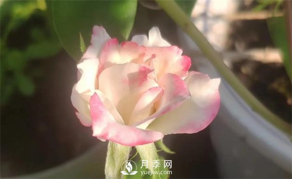 養(yǎng)殖月季要知道月季生長的習(xí)性，影響月季生長的因素有哪些？(圖1)
