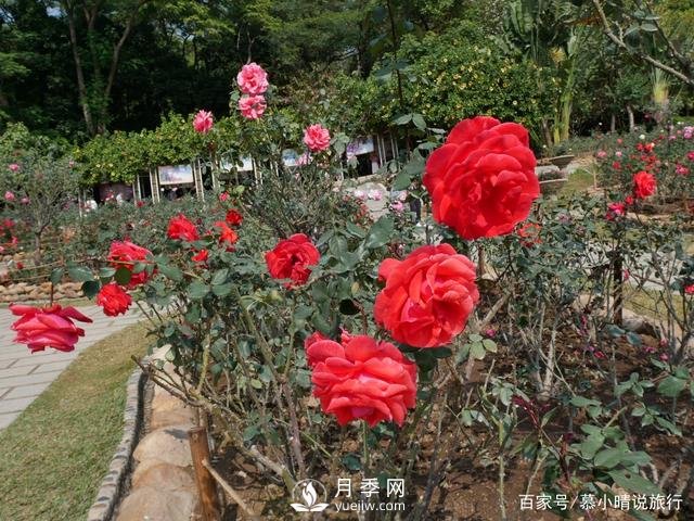 廣州“五彩繽紛”的月季花園，開(kāi)滿全園，游客贊道太美了(圖2)