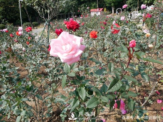 廣州“五彩繽紛”的月季花園，開(kāi)滿全園，游客贊道太美了(圖4)