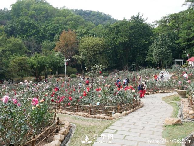 廣州“五彩繽紛”的月季花園，開(kāi)滿全園，游客贊道太美了(圖3)