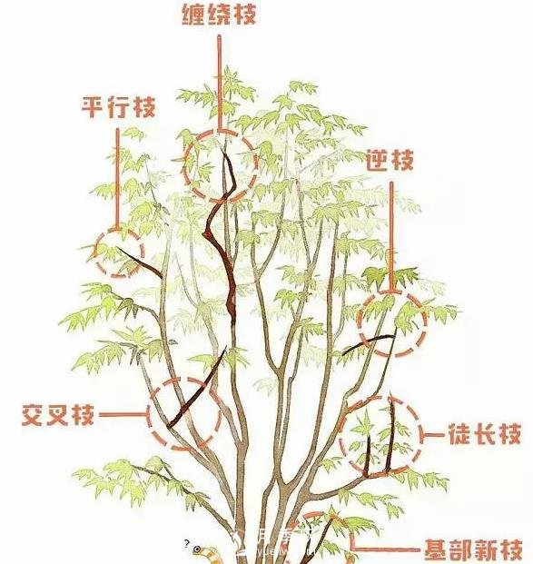 楓樹(shù)春季如何修剪(圖1)
