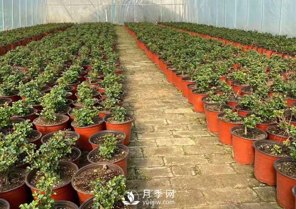 冬天必入的南陽(yáng)月季裸根苗就此結(jié)束，明年盆花月季見(圖1)