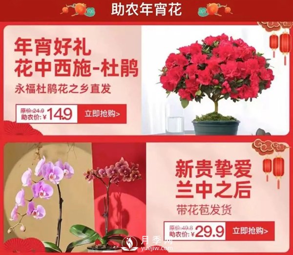 福建廣東等省年宵花遭遇滯銷，天貓等平臺為花農(nóng)解困(圖1)