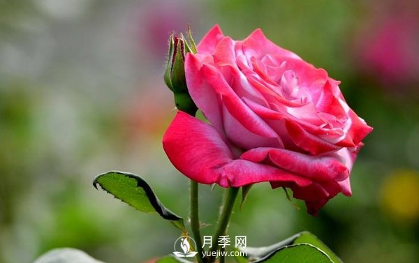 關(guān)于扦插/高壓的月季小知識(shí)(圖1)