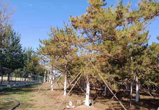 松樹(shù)針葉發(fā)生干枯、落針的5個(gè)原因和解決方法(圖1)