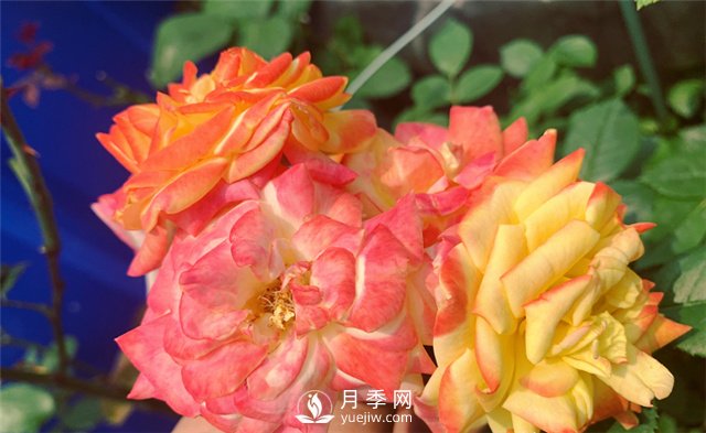 月季為什么會變色？(圖1)