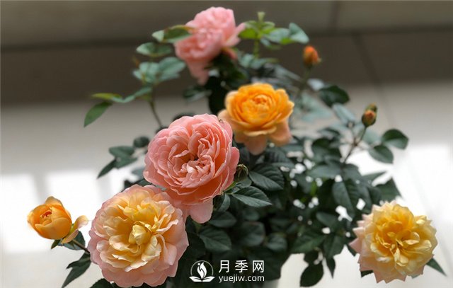 月季為什么會變色？(圖2)