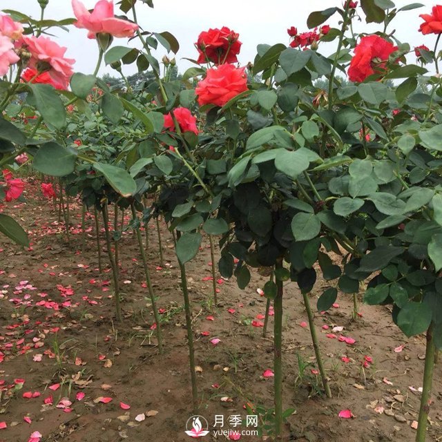 棒棒糖月季樹基地批發(fā)價(jià)格(圖3)