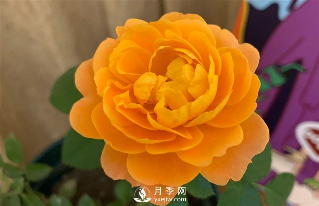 推薦5款月季品種，好看又好養(yǎng)，抗病能力強(qiáng)，值得擁有(圖1)