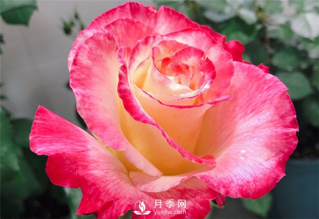 推薦5款月季品種，好看又好養(yǎng)，抗病能力強(qiáng)，值得擁有(圖2)