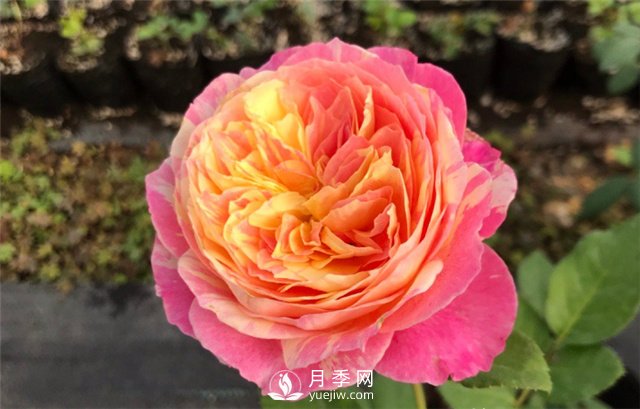 推薦5款月季品種，好看又好養(yǎng)，抗病能力強(qiáng)，值得擁有(圖3)