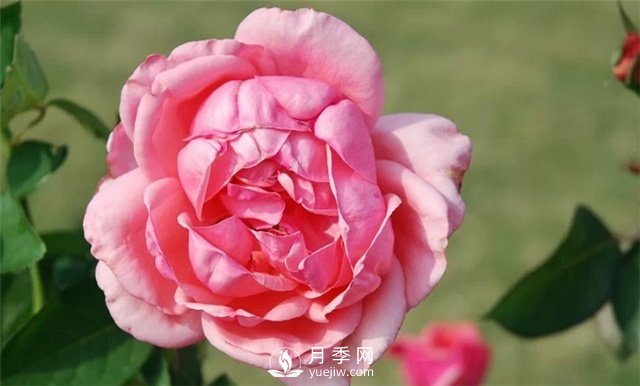 推薦5款月季品種，好看又好養(yǎng)，抗病能力強(qiáng)，值得擁有(圖4)