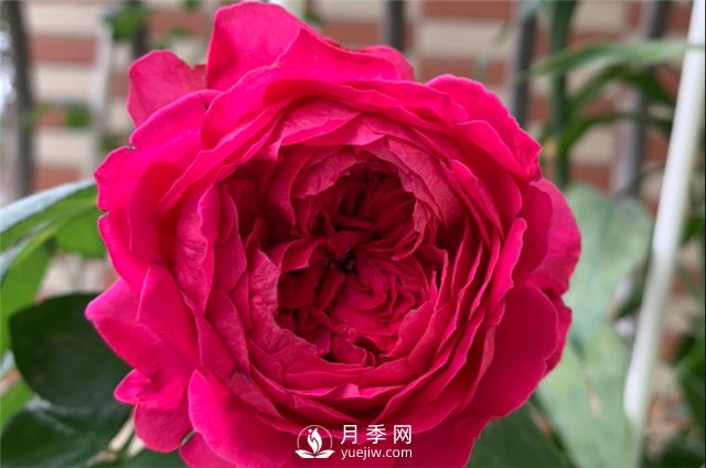 推薦5款月季品種，好看又好養(yǎng)，抗病能力強(qiáng)，值得擁有(圖5)