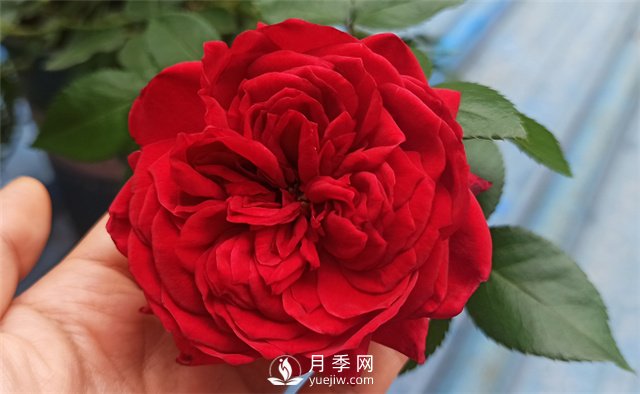 推薦10款紅色系月季品種，中國紅開啟2021好彩頭(圖1)
