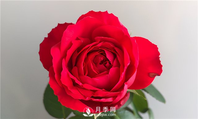 推薦10款紅色系月季品種，中國紅開啟2021好彩頭(圖4)